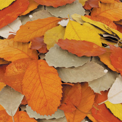 Zart Natural Autumn Leaves Assorted Pack of 90